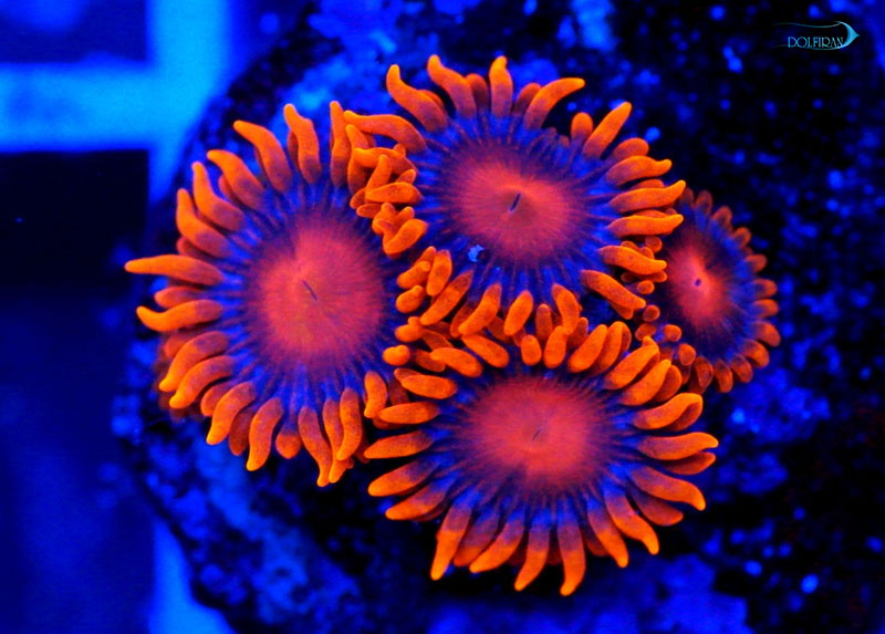 Zoanthus-sp-blue.jpg مرجان پلیپ کلونی طلوع خورشید - تصویر 1