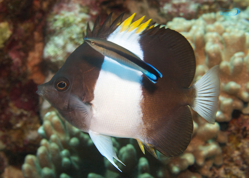Zoster_Butterflyfish_1.jpg پروانه زاستر - تصویر 1