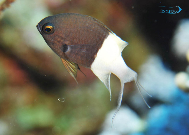 bicolor1.jpg کرومیس بایکالر - تصویر 1