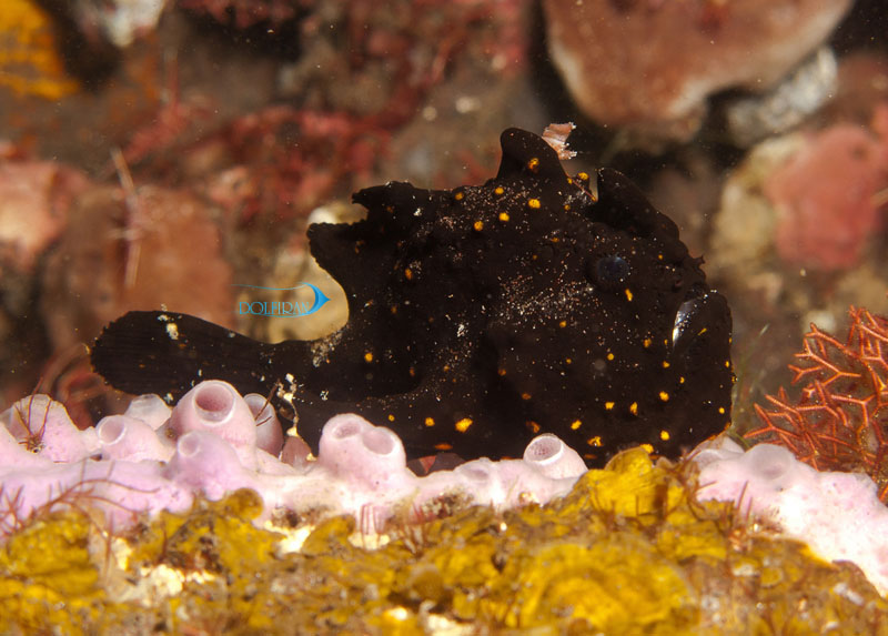 black-warty-frogfish-1.jpg انگلر پوست زیگیلی سیاه - تصویر 1