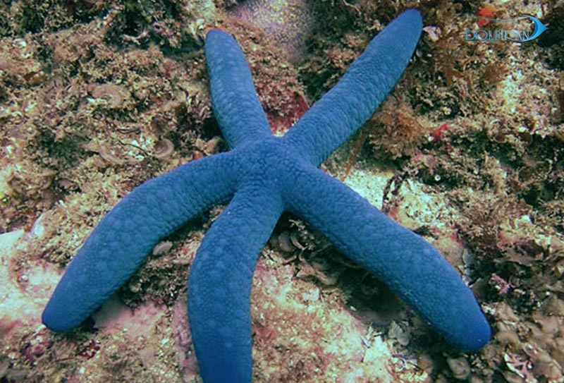 blue-starfish.jpg ستاره دریایی آبی - تصویر 1