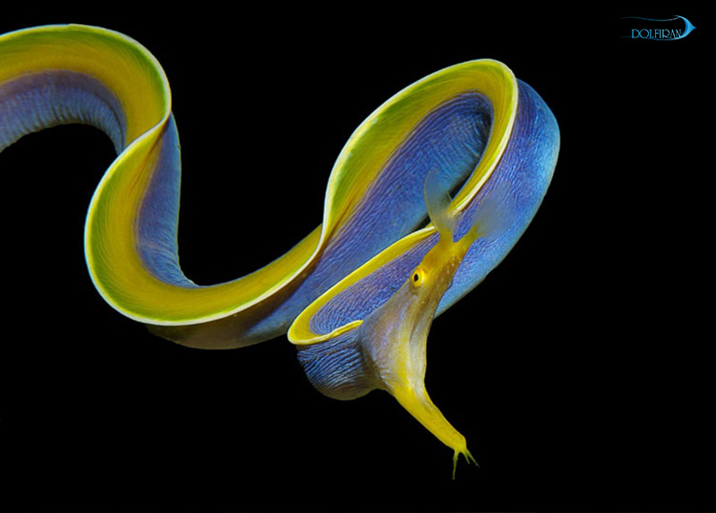 blue_Ribbon_Eel_1.jpg مار ریبون آبی (نر) - تصویر 1
