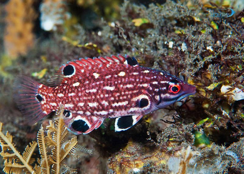 bodianus-diana-yong.jpg هاگ فیش دیانا (جوان) - تصویر 1