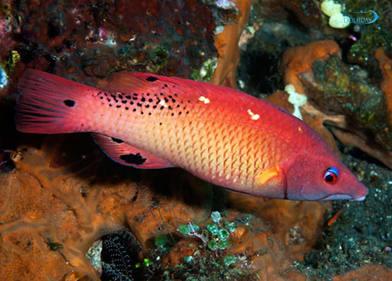bodianus-diana.jpg هاگ فیش دیانا (بالغ) - تصویر 1