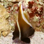 پروانه کوهان دار