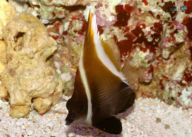 brauner-wimpelfisch.jpg پروانه کوهان دار - تصویر 1