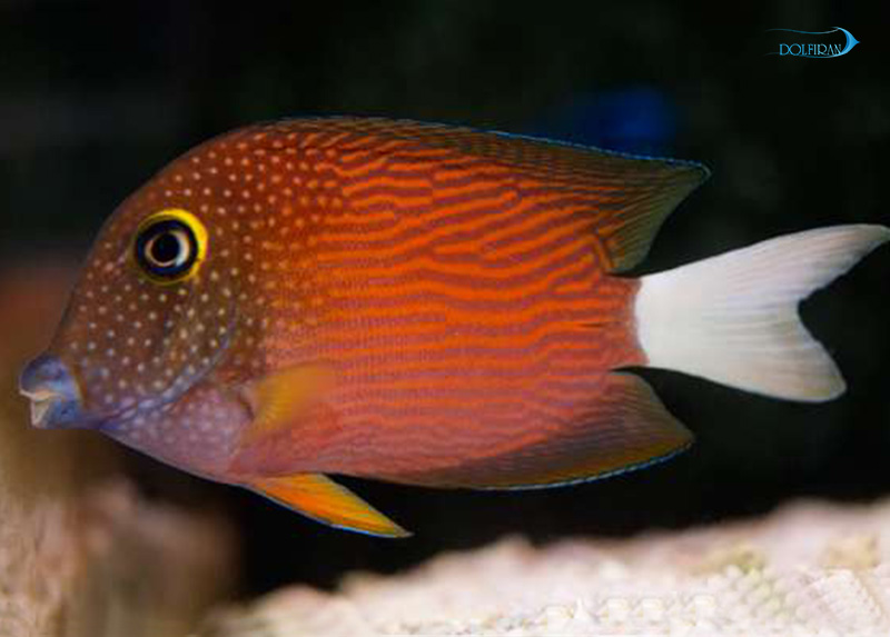 ctenochaetus-flavicauda.jpg جراح خال قرمز (بالغ) - تصویر 1