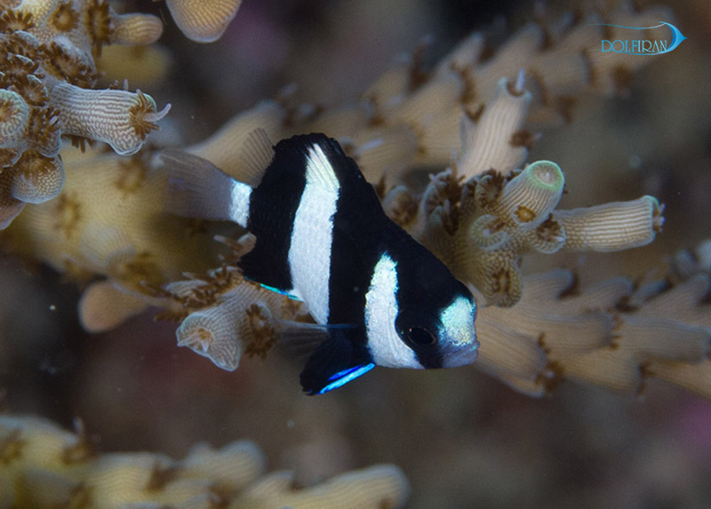 damsel-3khat1.jpg دامسل سه خط - تصویر 1