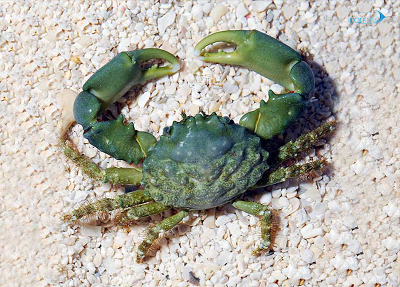 emerald_crab_1.jpg خرچنگ امرالد - تصویر 1