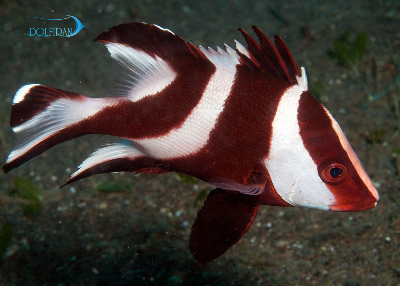 emperor-snapper-1.jpg اسنپر امپراطور - تصویر 1