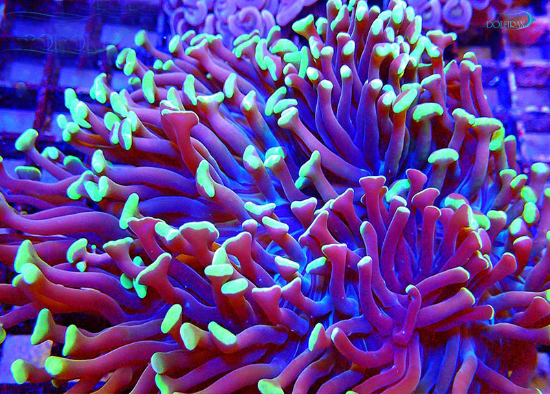 euphyllia-ancora-black-green-tip-8-12-cm.jpg مرجان همر لنگری سبز بنفش - تصویر 1