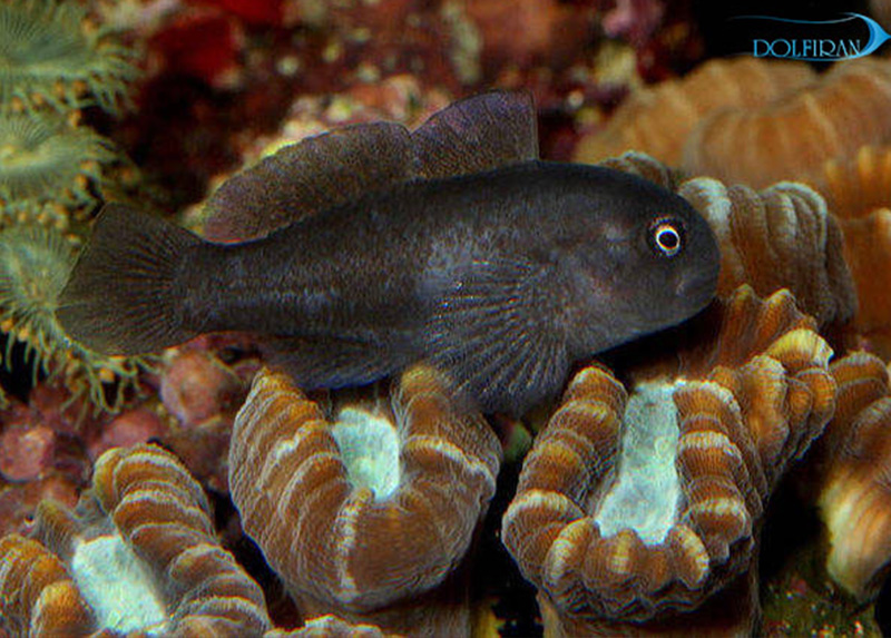 gobiodon_acicularis.jpg گابی مرجانی سیاه - تصویر 1