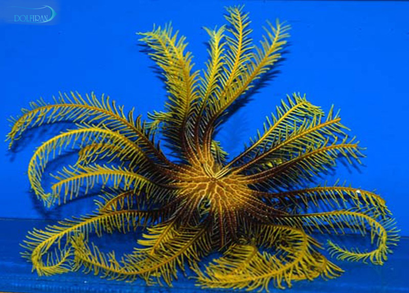 green_metallic.jpg ستاره لاله سبز - تصویر 1
