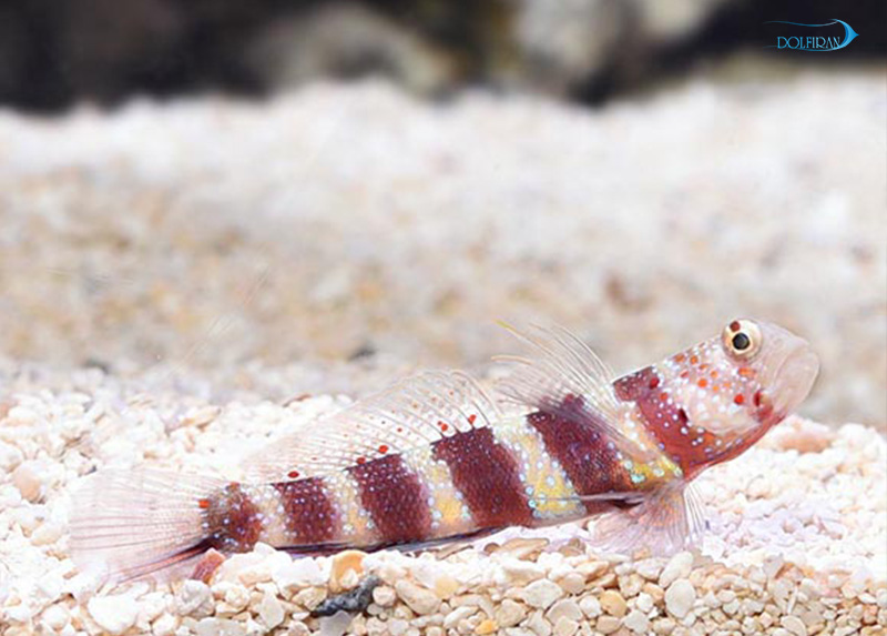 lg_70977_Wheelers_Shrimp_Goby.jpg گابی میگو - تصویر 1