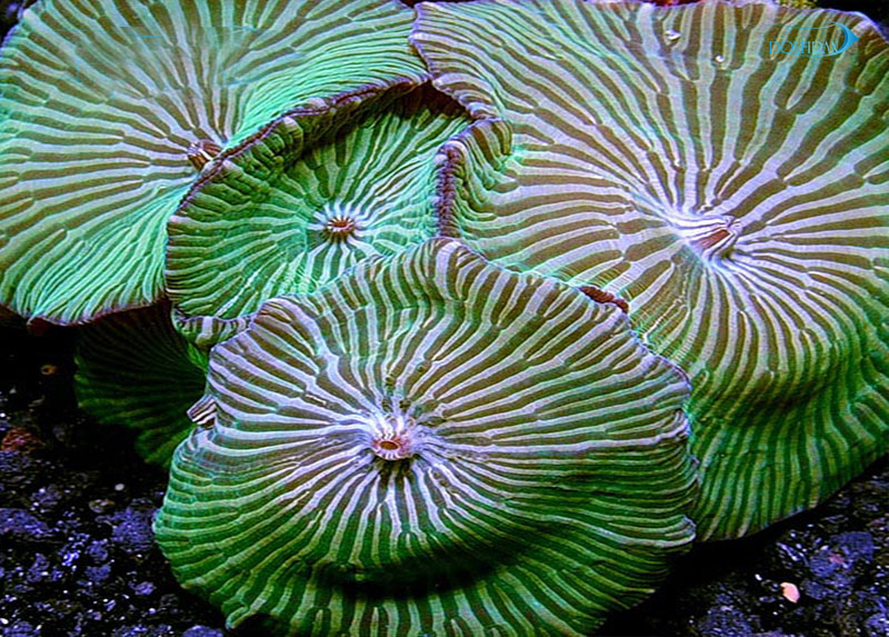lg_87188_Green_Stripped_Mushrooms.jpg ماشروم روداکتی ( سبز خط دار ) - تصویر 1