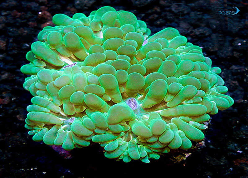 lg_Bubble_Coral_Green.jpg مرجان بابل مروارید - تصویر 1