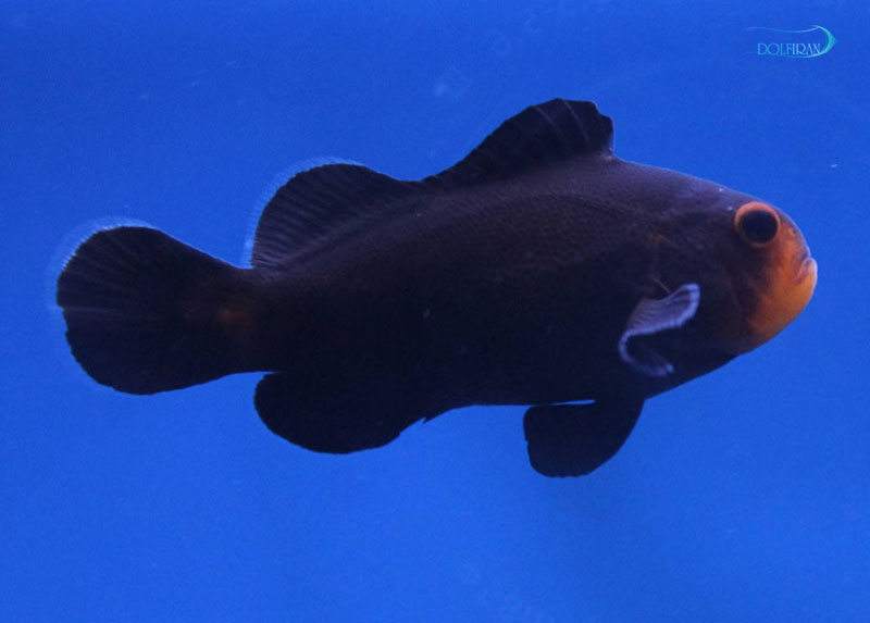 midnight-clownfish-1.jpg دلقک نیمه شب (میدنایت) - تصویر 1