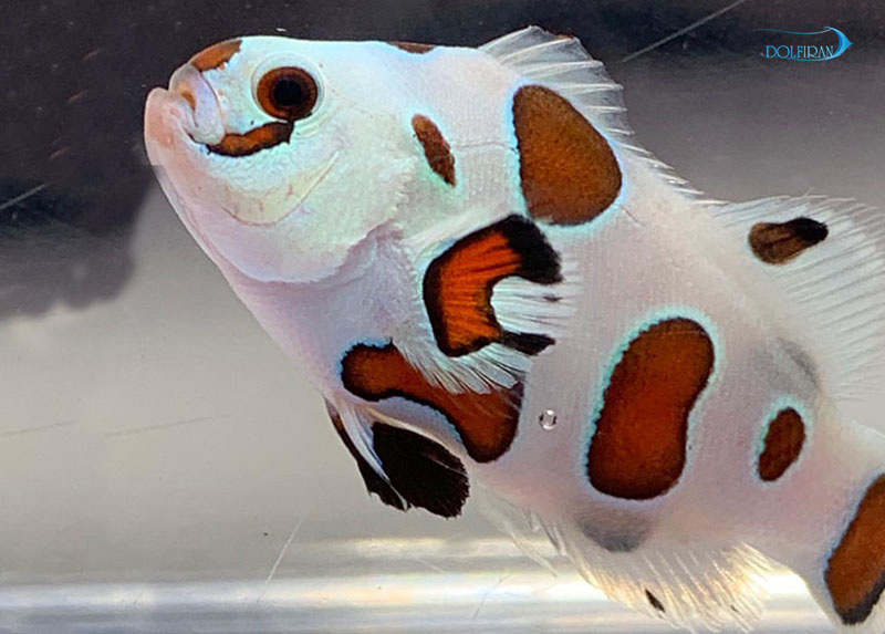 mocha_storm_clown_fish.jpg دلقک اورنج استورم - تصویر 1