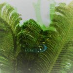 گیاه درخت نخل