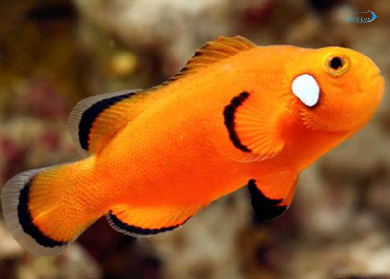nearly_nakked_clown_fish_10.jpg دلقک ساده - تصویر 1