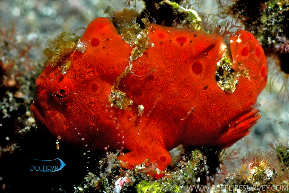 painted-frogfish-1.jpg انگلر قرمز نارنجی - تصویر 1