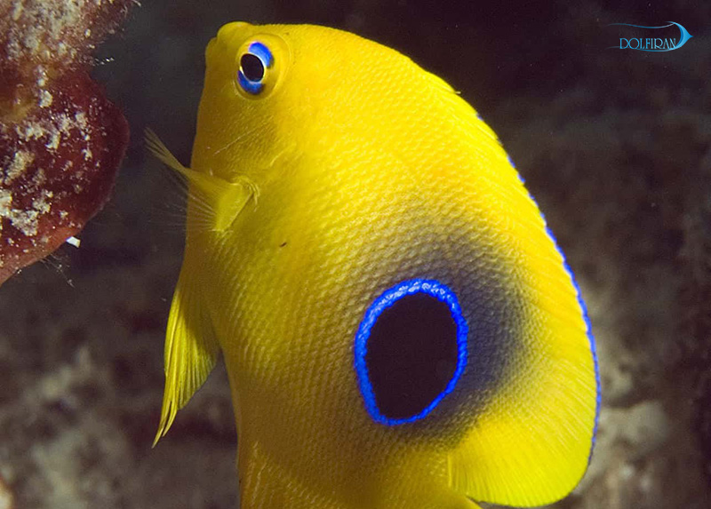 peixe_soldado_juv_1.jpg فرشته صخره زیبا (جوان) - تصویر 1