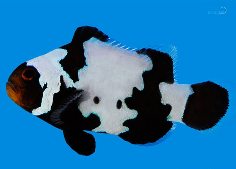 phantom-clownfish-1.jpg دلقک فانتوم - تصویر 1