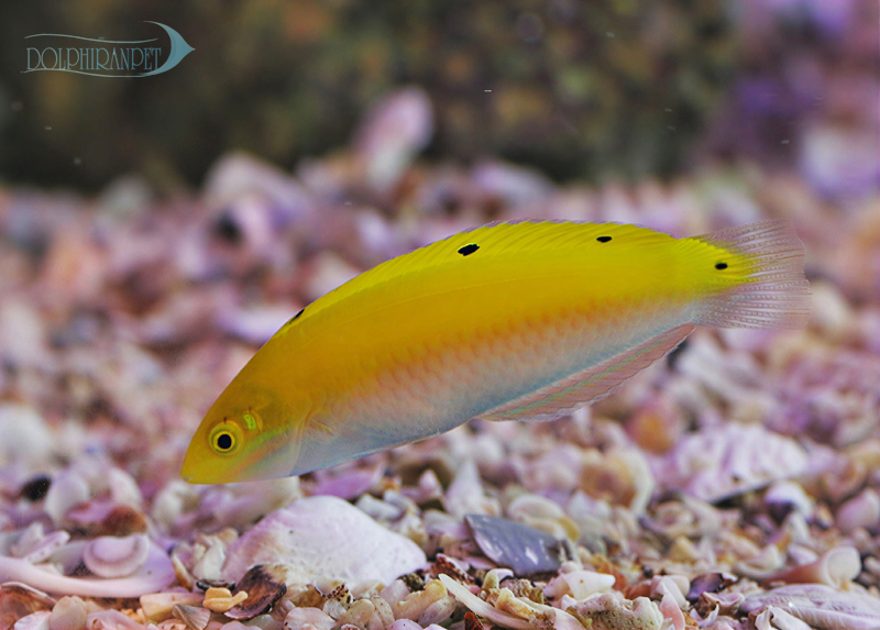 phpotoshopdolphin-1.png راس تریسپیلوس - تصویر 1