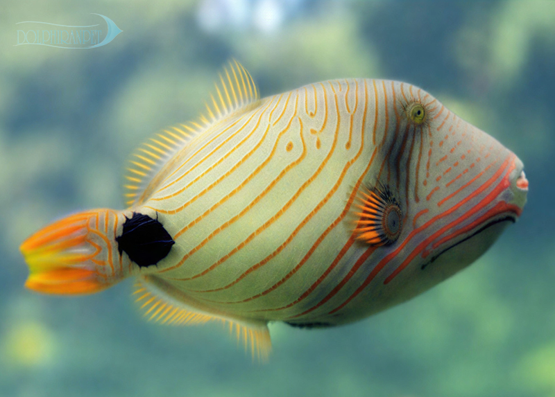 phpotoshopdolphin.png ماشه هندی موج دار - تصویر 1