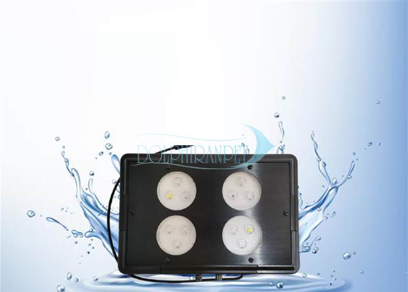 phpotoshopdolphin.psd2_-2.png نور سیبیلیون Seabilion A052 - تصویر 1
