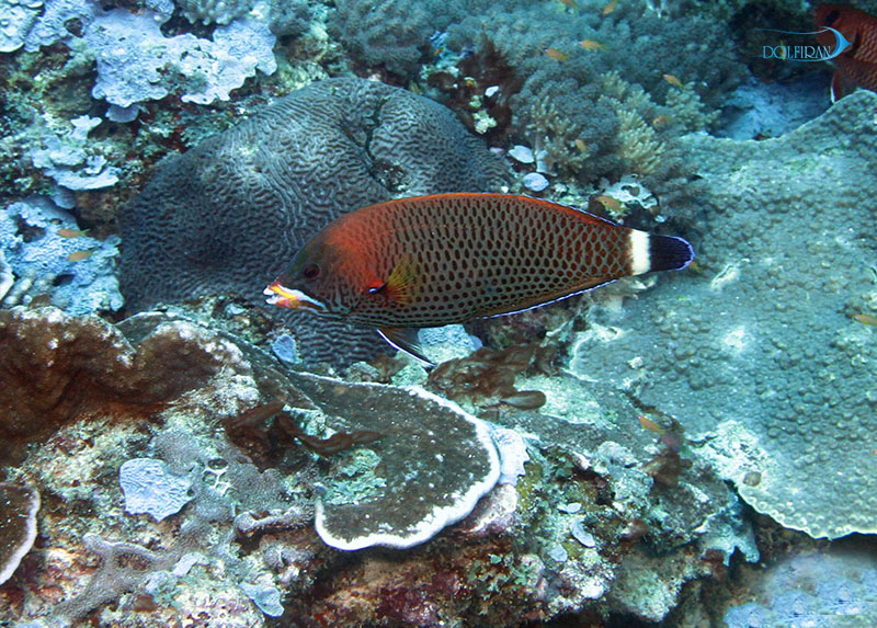 purpel_neon_wrasse.jpg راس مولا کانوس - تصویر 1