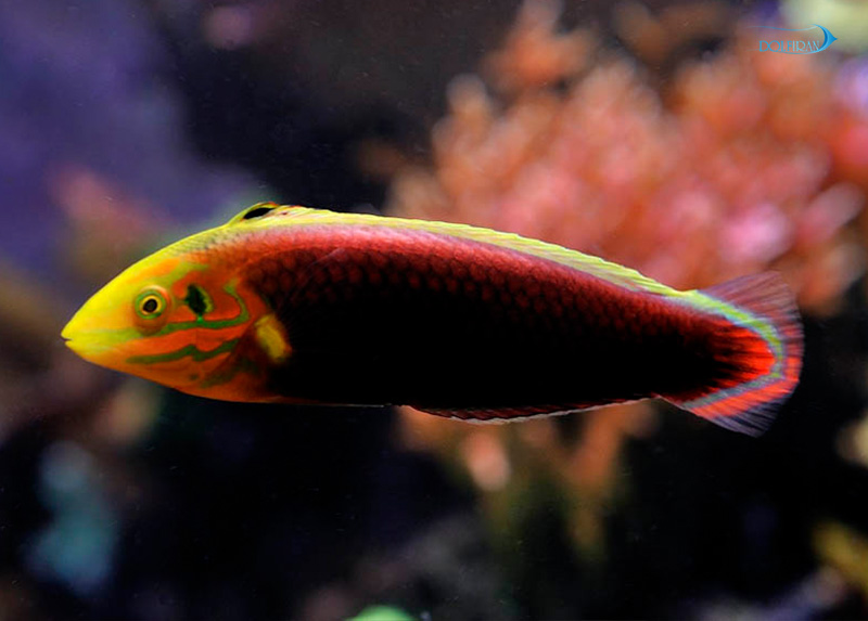 radiant_wrasse-1.jpg راس رادیانت - تصویر 1