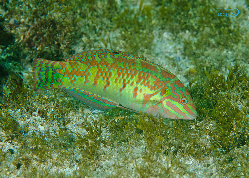 red-line-wrasse.jpg راس مارگاریتا - تصویر 1