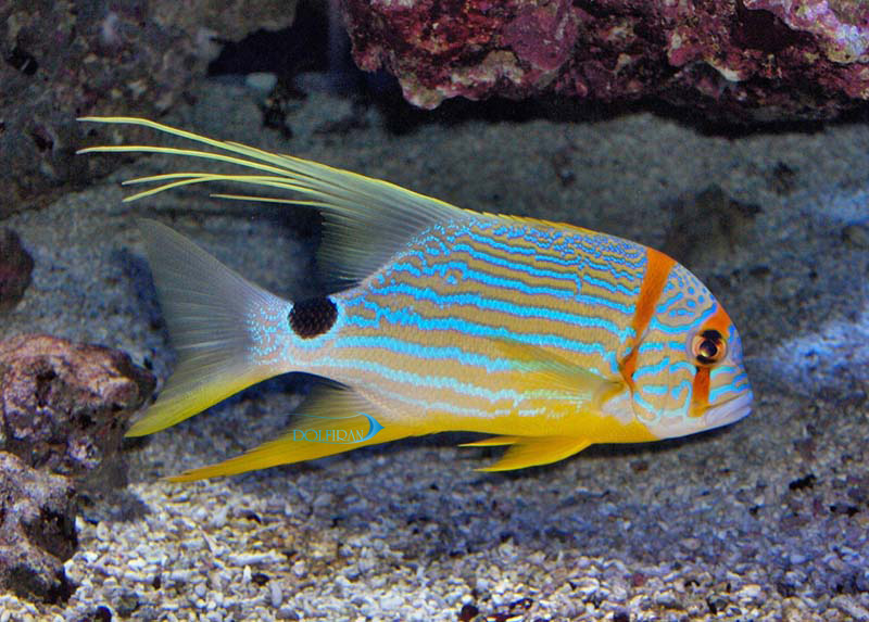 sailfin-snapper-adult-1.jpg اسنپر باله بلند (بالغ) - تصویر 1