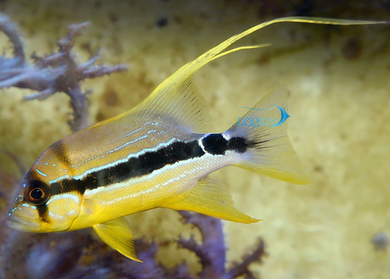sailfin-snapper-juveline-1.jpg اسنپر باله بلند (جوان) - تصویر 1