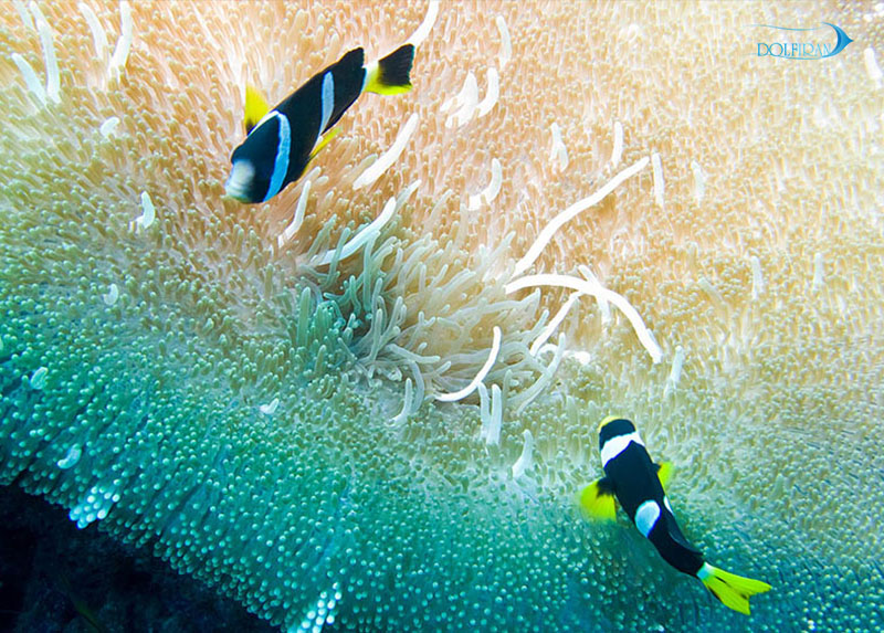 sebae-clownfish-1.jpg دلقک سبا - تصویر 1