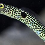 مار باغچه ای خال دار