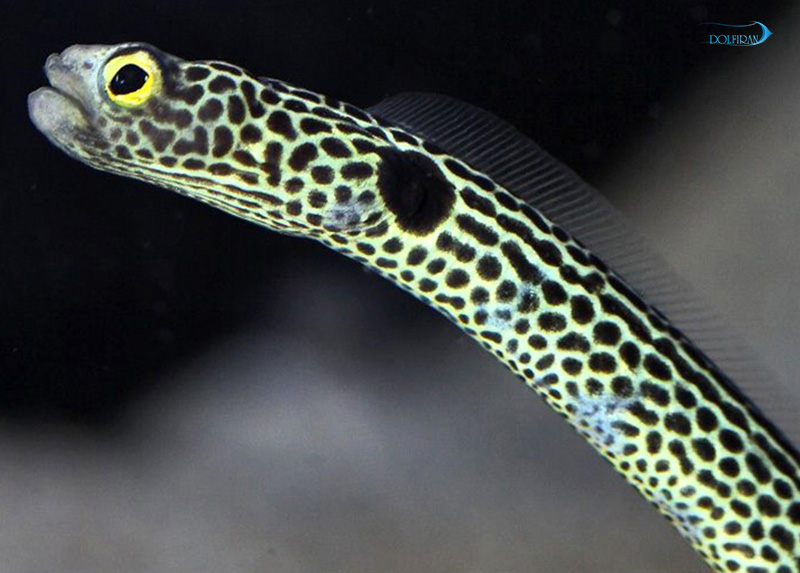 spotted_Garden_Eel_1.jpg مار باغچه ای خال دار - تصویر 1