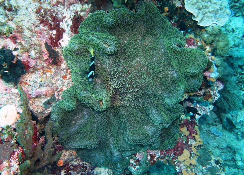 stichodactyla-mertensii-.jpg شقایق موکتی مرتنسی سبز - تصویر 1