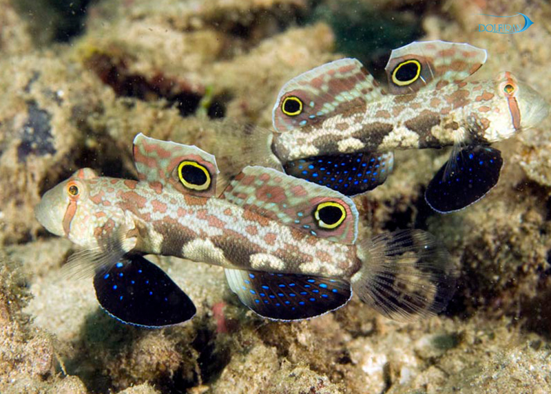 two-spot-goby-1.jpg گابی دو خال - تصویر 1