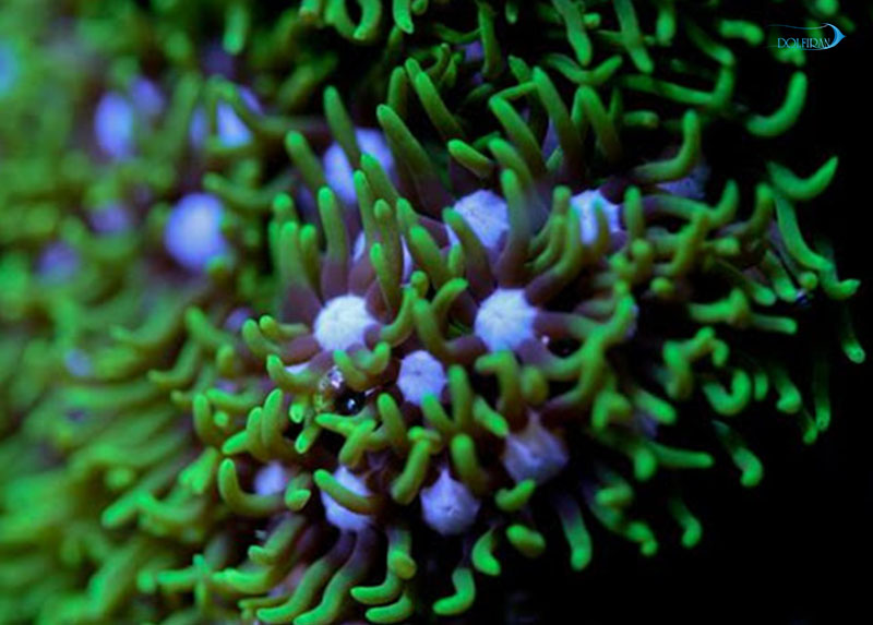 unnamed-2.jpg مرجان پلیپ استار سبز - تصویر 1
