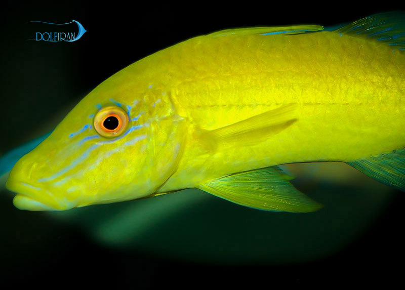 yellow-GOATFISH-1.jpg بز زرد - تصویر 1
