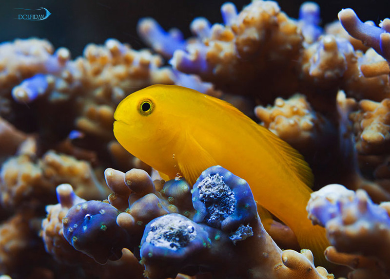 yellow-clown-goby-1.jpg گابی دلقک زرد - تصویر 1