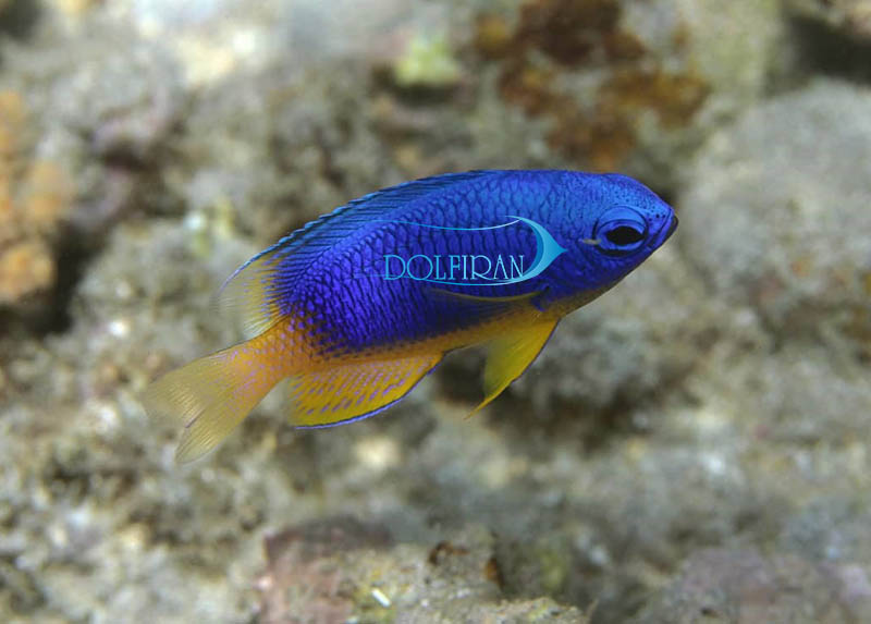 yellow_billied_blue_damsel.jpg دامسل کارولین - تصویر 1