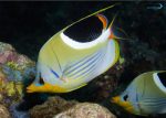 پروانه پشت زین دار