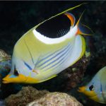 پروانه پشت زین دار