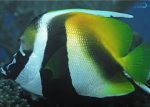 پروانه ماسک دار - تصویر 3